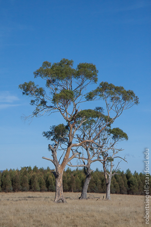 tasmania